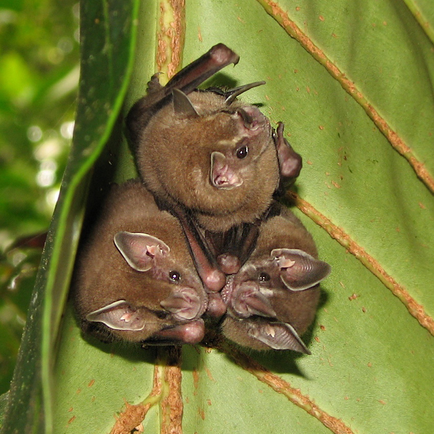 Pipistrelli-in nido-costa-rica