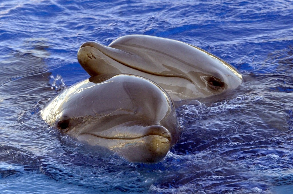 delfini-festival-urvita-costa-rica