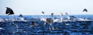 volo-cabo_manta-rays-jumping-costa ricajpg