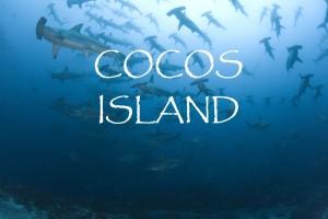 immersioni-coco-island-costa.rica-